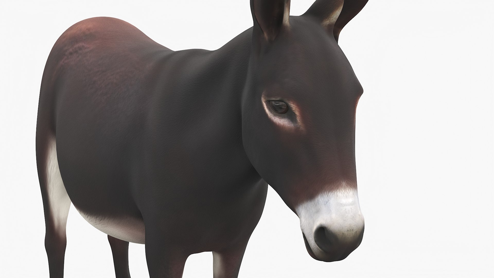 Working Donkey Standing Dark Brown 3D model https://p.turbosquid.com/ts-thumb/jP/2dLt8z/D8/working_donkey_standing_dark_brown_007/jpg/1749245385/1920x1080/fit_q87/68640076fff610127d7efb4bda97739c3ae56ac1/working_donkey_standing_dark_brown_007.jpg