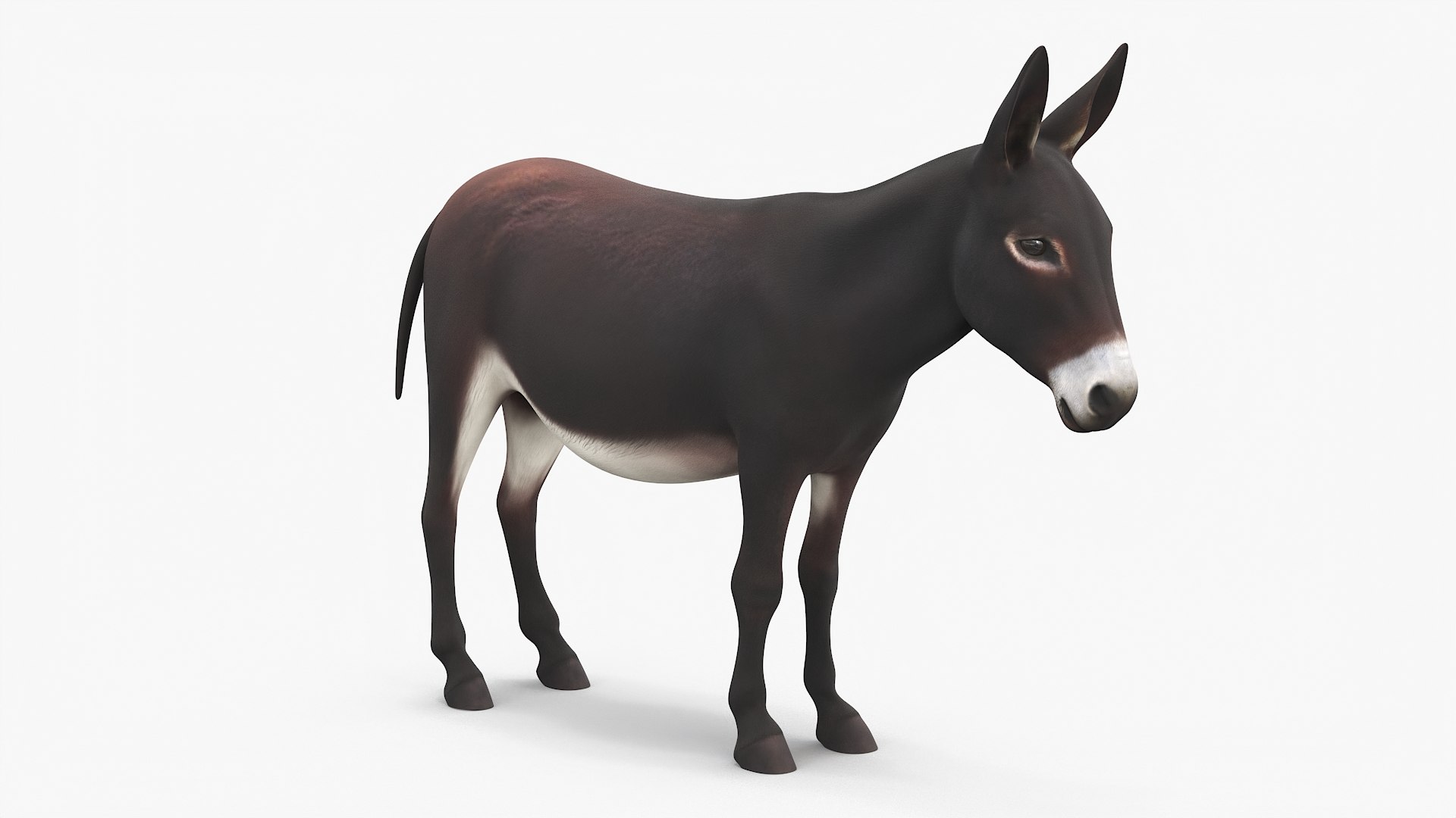 Working Donkey Standing Dark Brown 3D model https://p.turbosquid.com/ts-thumb/jP/2dLt8z/f9/working_donkey_standing_dark_brown_006/jpg/1749245379/1920x1080/fit_q87/e54ed49eedf81294a73233a3e47a1fba8c3ebc94/working_donkey_standing_dark_brown_006.jpg