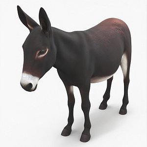 Working Donkey Standing Dark Brown