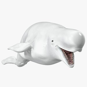 Beluga Whale Adult Rigged for Maya
