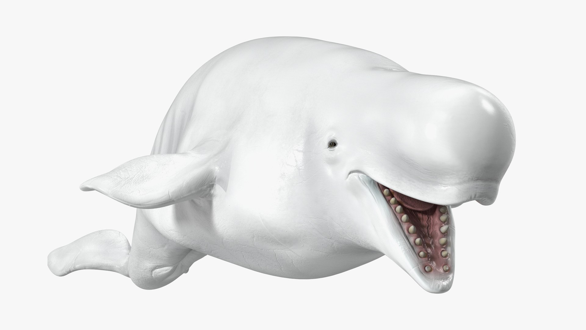 Beluga Whale Adult Rigged for Maya 3D model preview