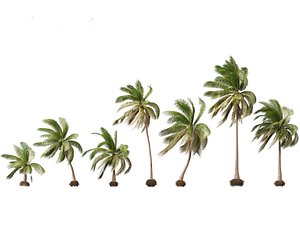 Cocos nucifera - Coconut tree  03