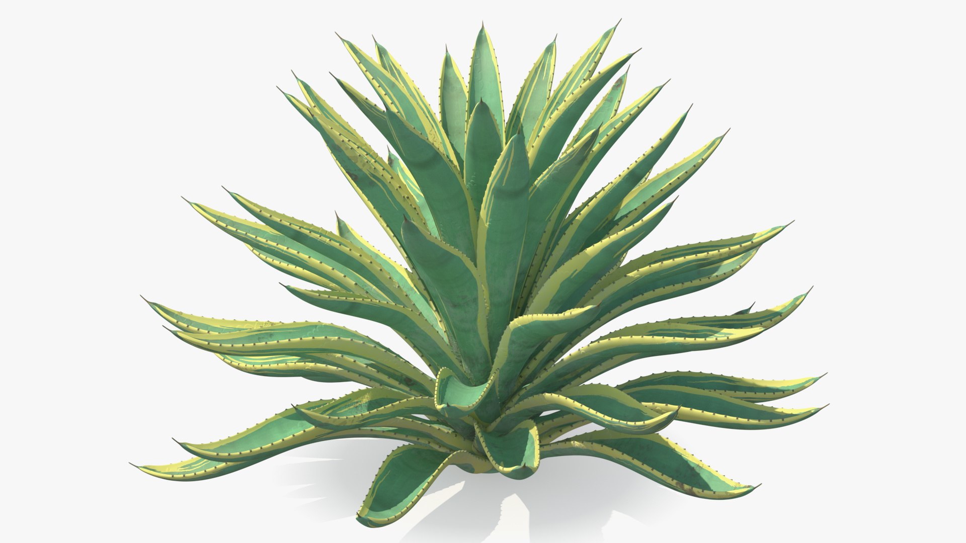 Big Agave Americana Century Plant 3D model preview