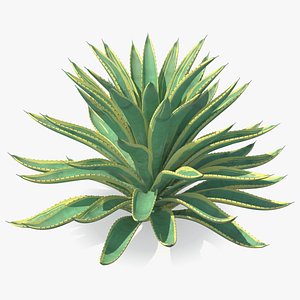 Big Agave Americana Century Plant