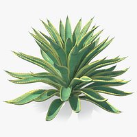 Big Agave Americana Century Plant