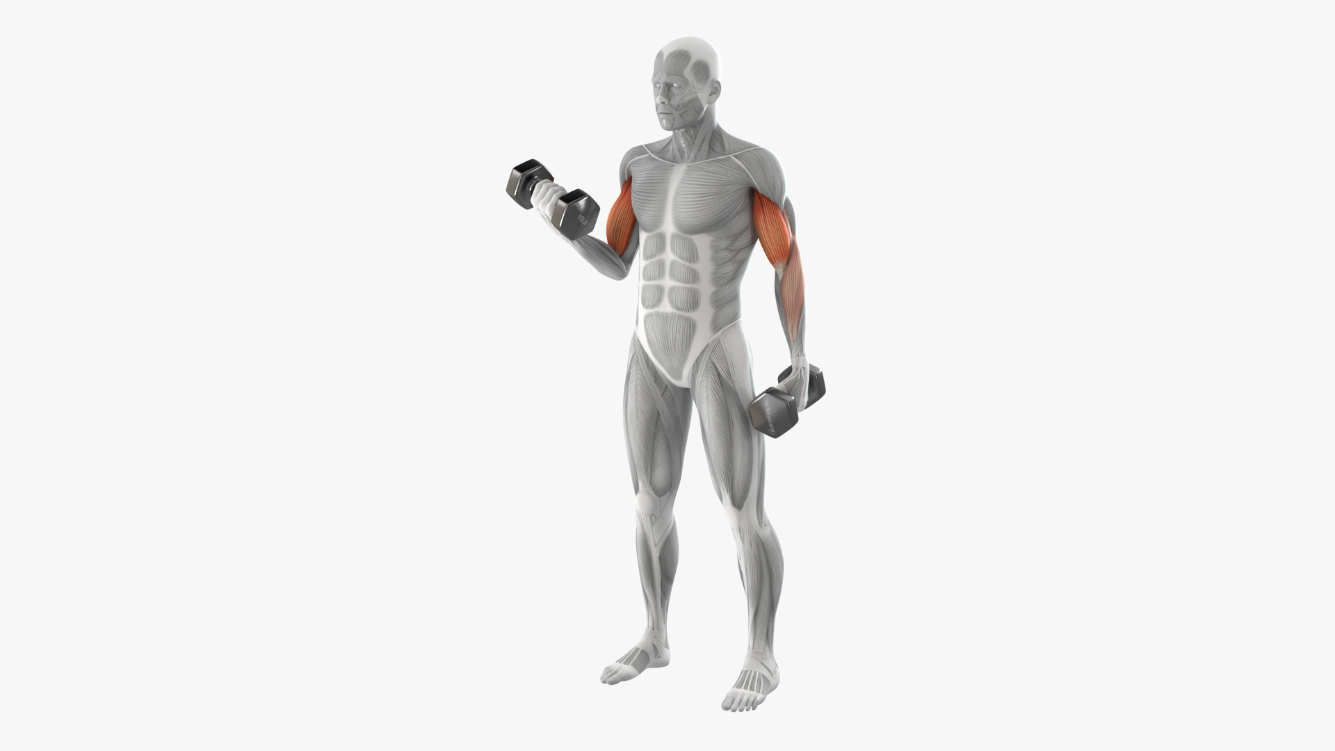 3D Anatomy Male Muscular System Biceps Curls model https://p.turbosquid.com/ts-thumb/jP/N4MCSH/4R/anatomy_male_muscular_system_biceps_curls_360/jpg/1753918418/1920x1080/turn_fit_q99/e3af8796908a41c7433192c19de19a9ba4682850/anatomy_male_muscular_system_biceps_curls_360-1.jpg
