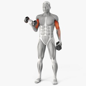 3D Anatomy Male Muscular System Biceps Curls model
