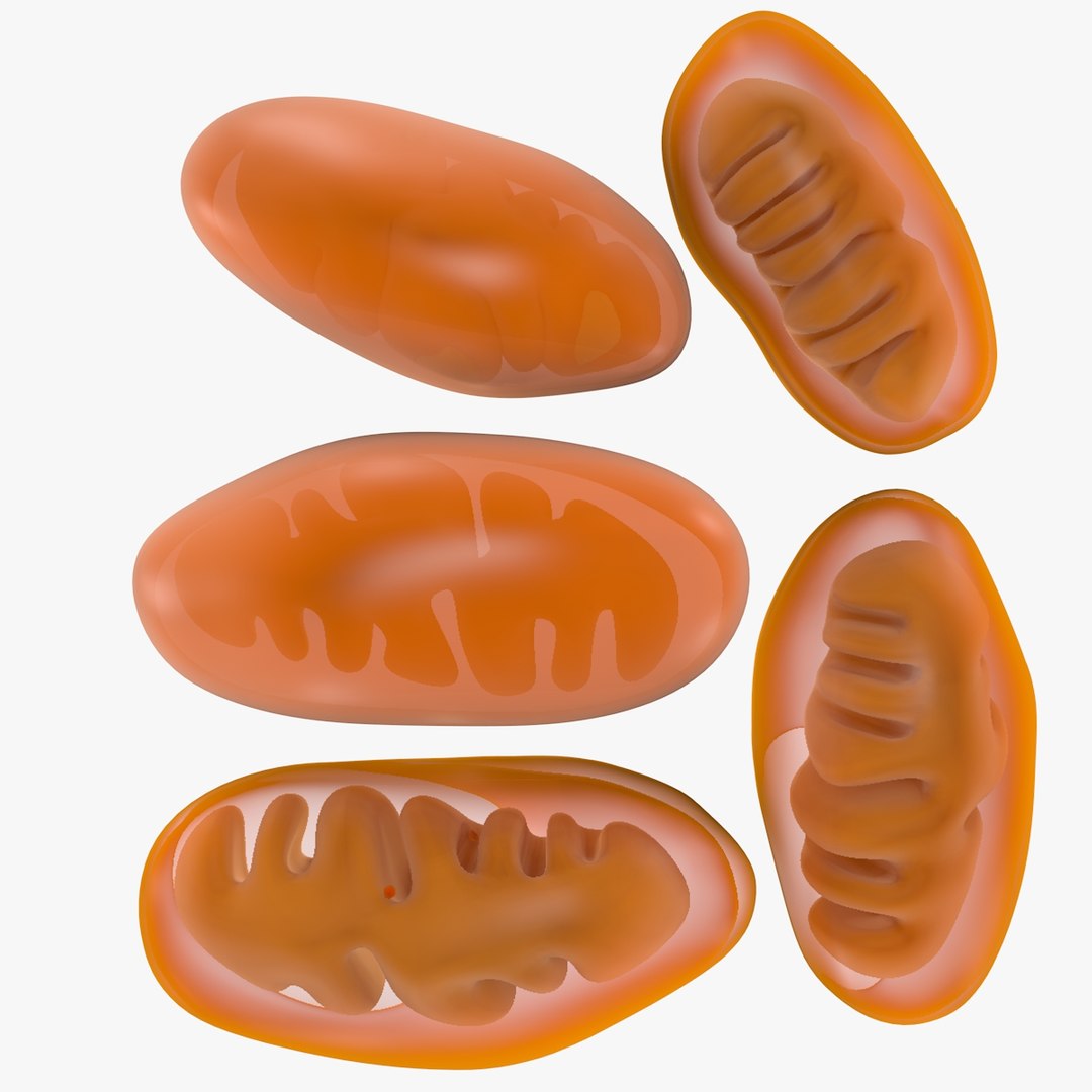 mitochondria dna 3d model https://p.turbosquid.com/ts-thumb/jP/O2e4Cb/1R8PLTSu/mitochondrian_0001/jpg/1509273172/1920x1080/fit_q87/72774586f6c9fa4aa72653e3be6e50d3581176e6/mitochondrian_0001.jpg
