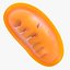 Mitochondria