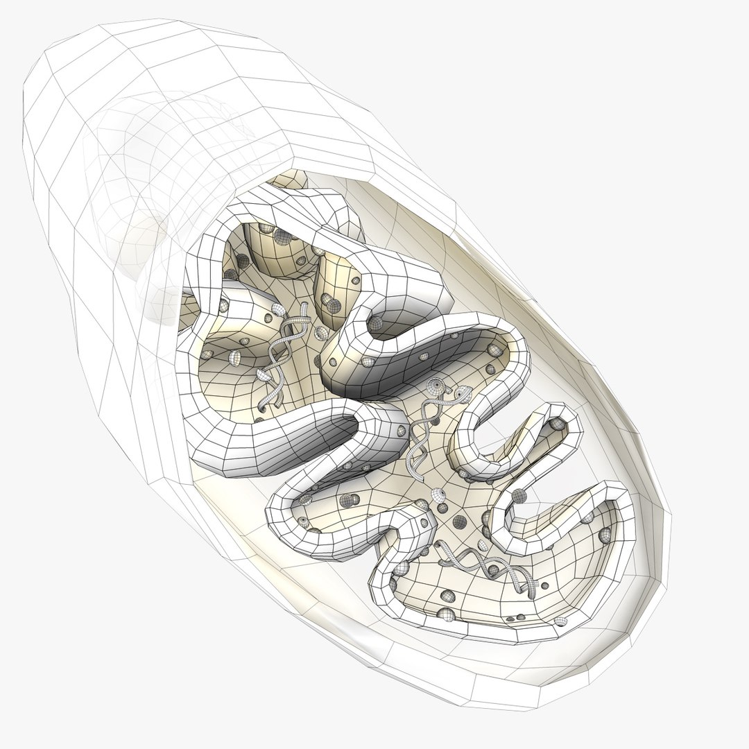 mitochondria dna 3d model https://p.turbosquid.com/ts-thumb/jP/O2e4Cb/3svMi5eY/mitochondrian__09/jpg/1509275019/1920x1080/fit_q87/33b01e25b91dd46bb2db57cc2c2d433b49adad26/mitochondrian__09.jpg