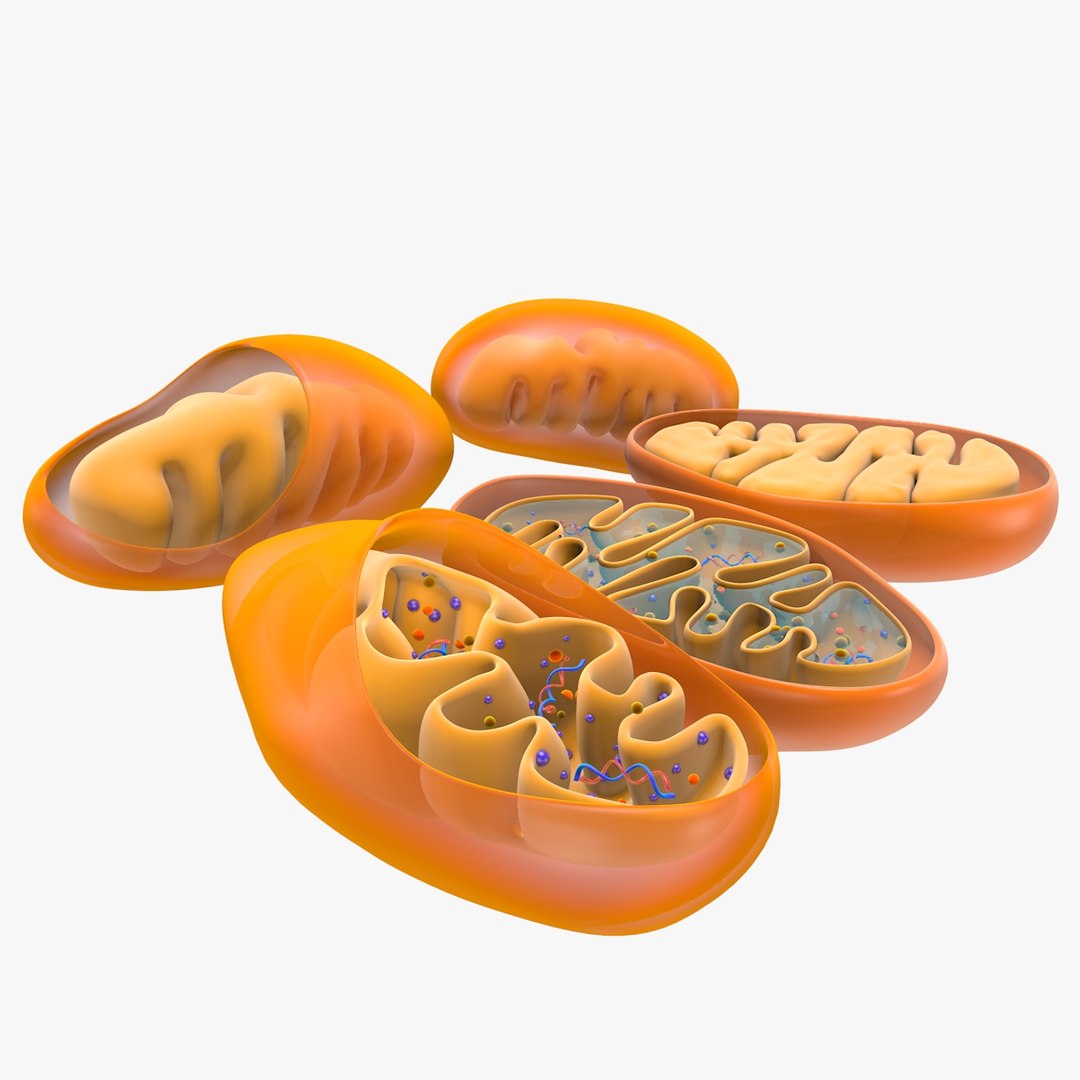mitochondria dna 3d model https://p.turbosquid.com/ts-thumb/jP/O2e4Cb/4jHepYFr/mitochondrian_0003/jpg/1509273172/1920x1080/fit_q87/7a61195e41bbd64352a715716a2c512d44ca2f9a/mitochondrian_0003.jpg