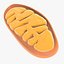 Mitochondria