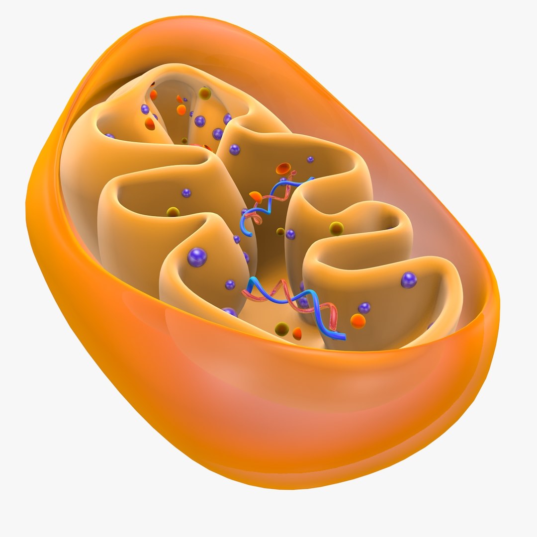 mitochondria dna 3d model