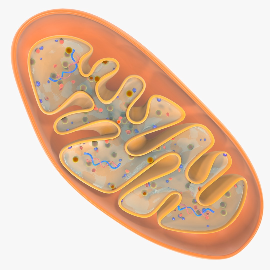 mitochondria dna 3d model https://p.turbosquid.com/ts-thumb/jP/O2e4Cb/Fxxpn0pD/mitochondrian_0008/jpg/1509273172/1920x1080/fit_q87/3c816695703df985f6ace9ea43436b69743a0bdf/mitochondrian_0008.jpg