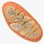 Mitochondria