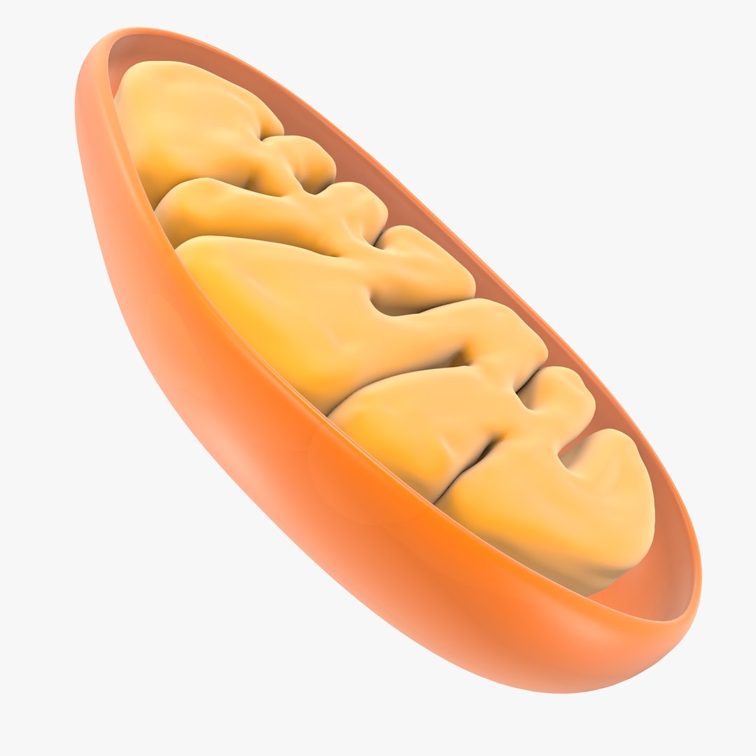 mitochondria dna 3d model https://p.turbosquid.com/ts-thumb/jP/O2e4Cb/Gxn9HV2m/mitochondrian_0018/jpg/1509273172/1920x1080/fit_q87/036498ad1e4aaa9b481220b3a697c244d05f1f96/mitochondrian_0018.jpg