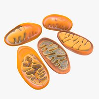 Mitochondria