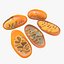 Mitochondria