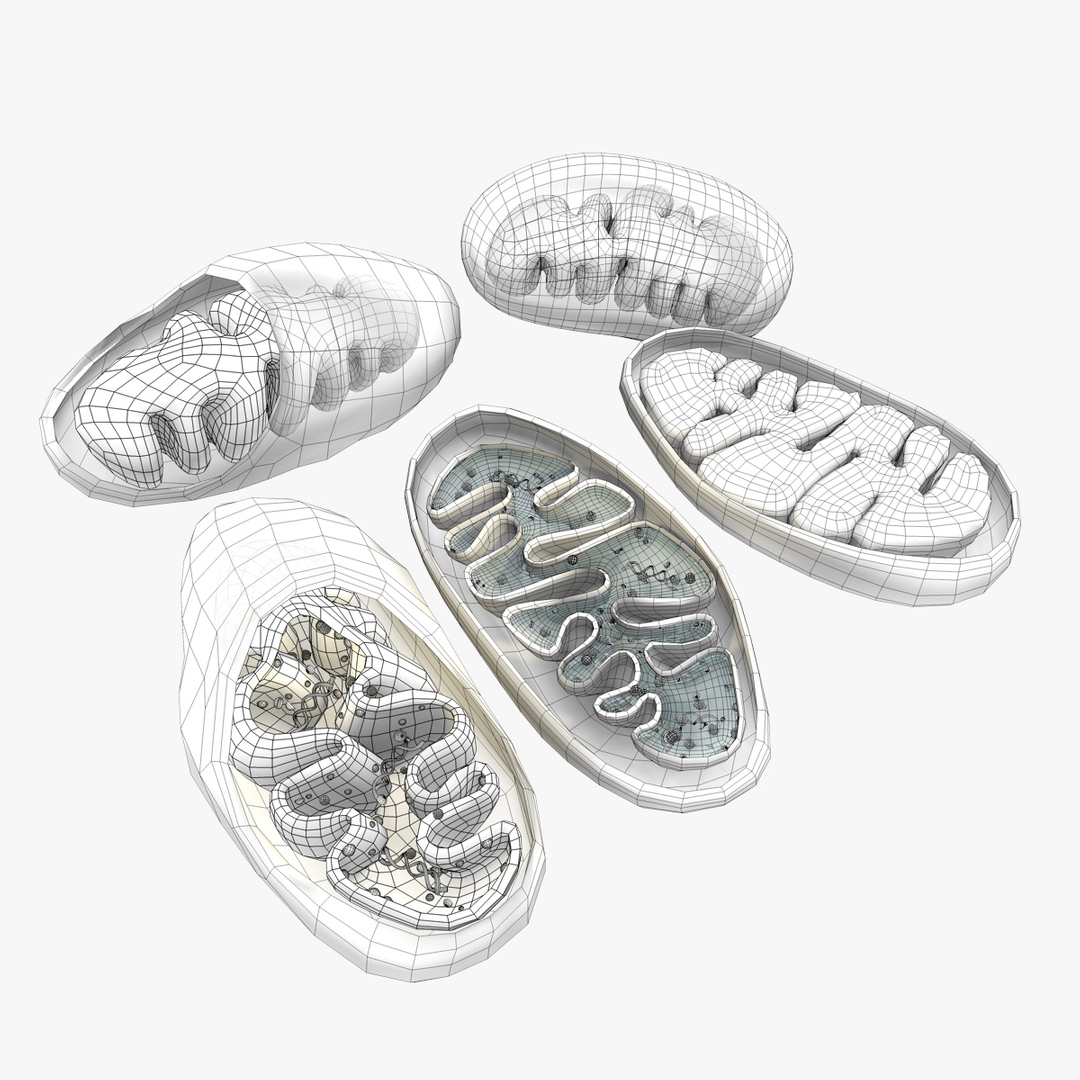 mitochondria dna 3d model https://p.turbosquid.com/ts-thumb/jP/O2e4Cb/NzyAqA1u/mitochondrian_outline/jpg/1509274981/1920x1080/turn_fit_q99/e11b62b6766cee7840443de11b71b2f14c98119c/mitochondrian_outline-1.jpg