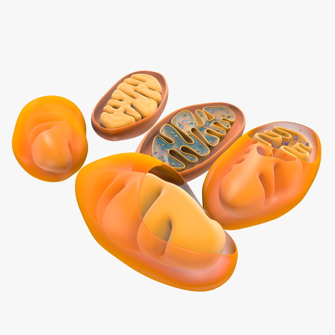 mitochondria dna 3d model https://p.turbosquid.com/ts-thumb/jP/O2e4Cb/PfLi53sV/mitochondrian_0005/jpg/1509273172/1920x1080/fit_q87/2841642a44ec1cad8be92e00524b5ff317bb854c/mitochondrian_0005.jpg