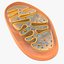 Mitochondria