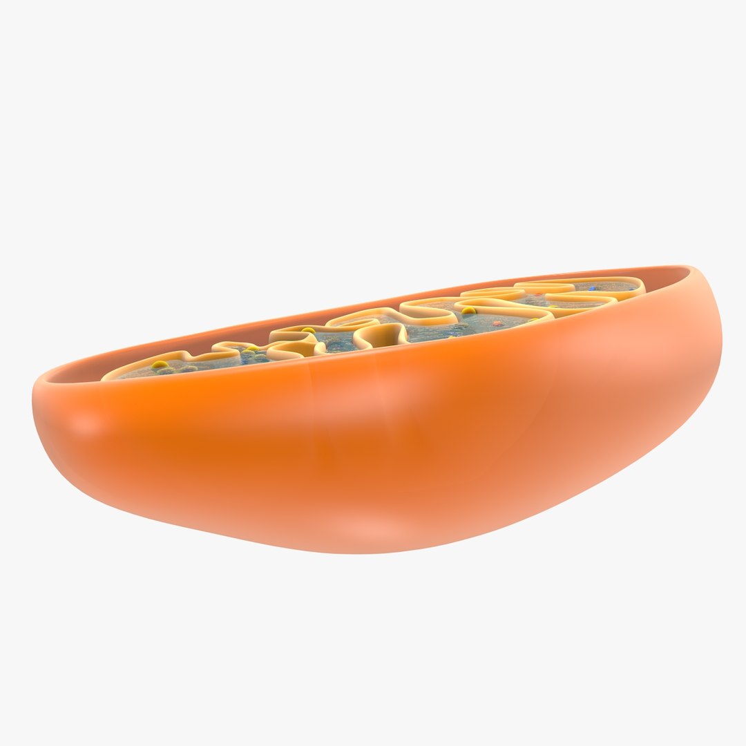 mitochondria dna 3d model https://p.turbosquid.com/ts-thumb/jP/O2e4Cb/covqMq8U/mitochondrian_0007/jpg/1509273172/1920x1080/fit_q87/0b89b437772bc8940a43cc632432ad032b5a94b6/mitochondrian_0007.jpg