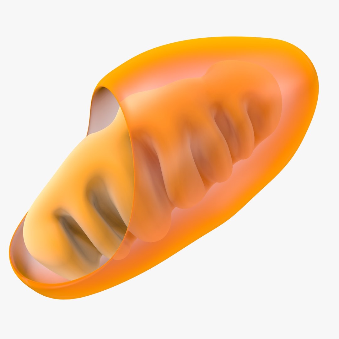 mitochondria dna 3d model https://p.turbosquid.com/ts-thumb/jP/O2e4Cb/hP0mErib/mitochondrian_0013/jpg/1509273172/1920x1080/fit_q87/f5ea459a5e5911367f31f28e30f8864c4552f49b/mitochondrian_0013.jpg
