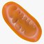 Mitochondria