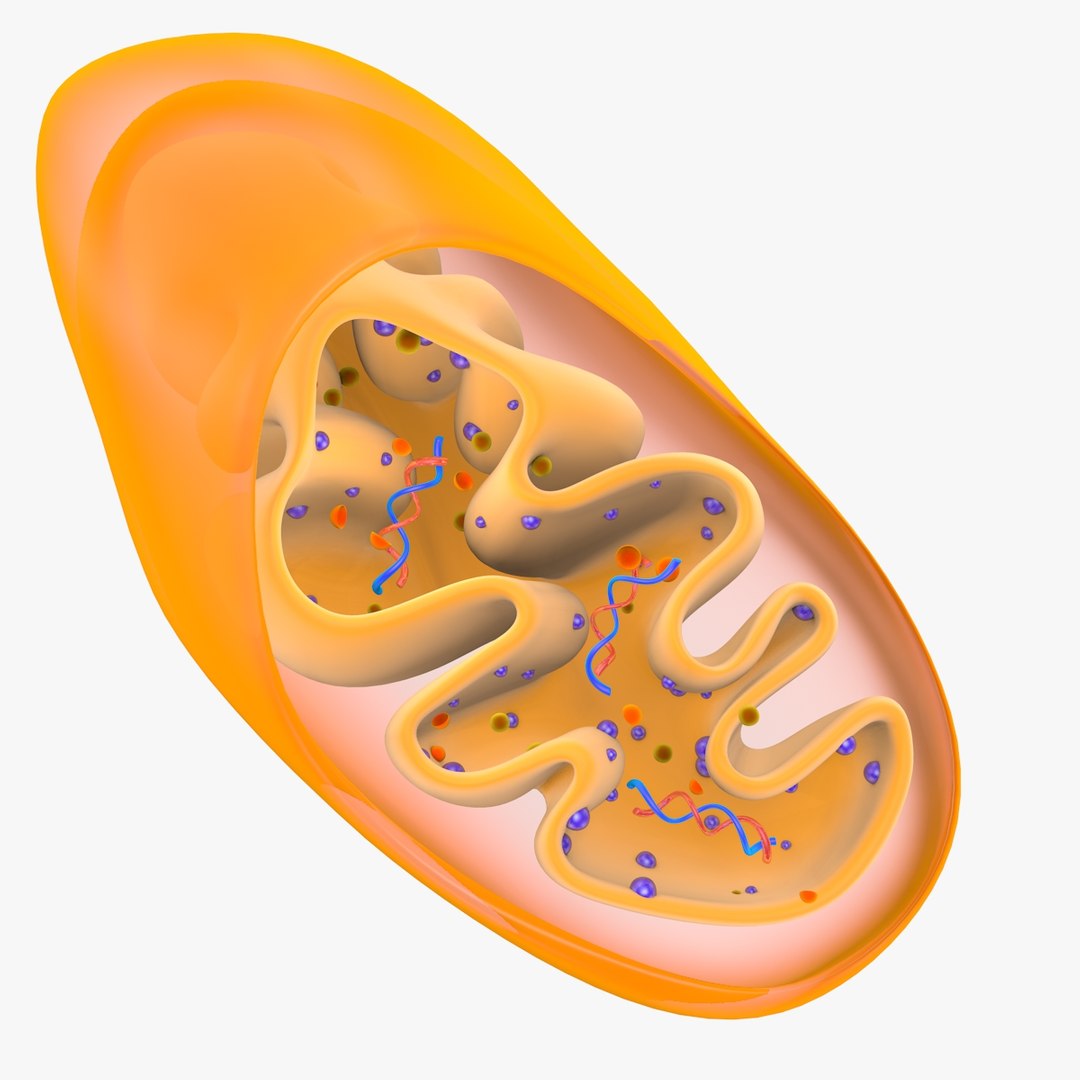 mitochondria dna 3d model https://p.turbosquid.com/ts-thumb/jP/O2e4Cb/mGWkMm6d/mitochondrian_0009/jpg/1509273172/1920x1080/fit_q87/b7d69c2a512a537b76251d536e2e0c4b4a3b7afd/mitochondrian_0009.jpg
