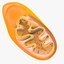 Mitochondria