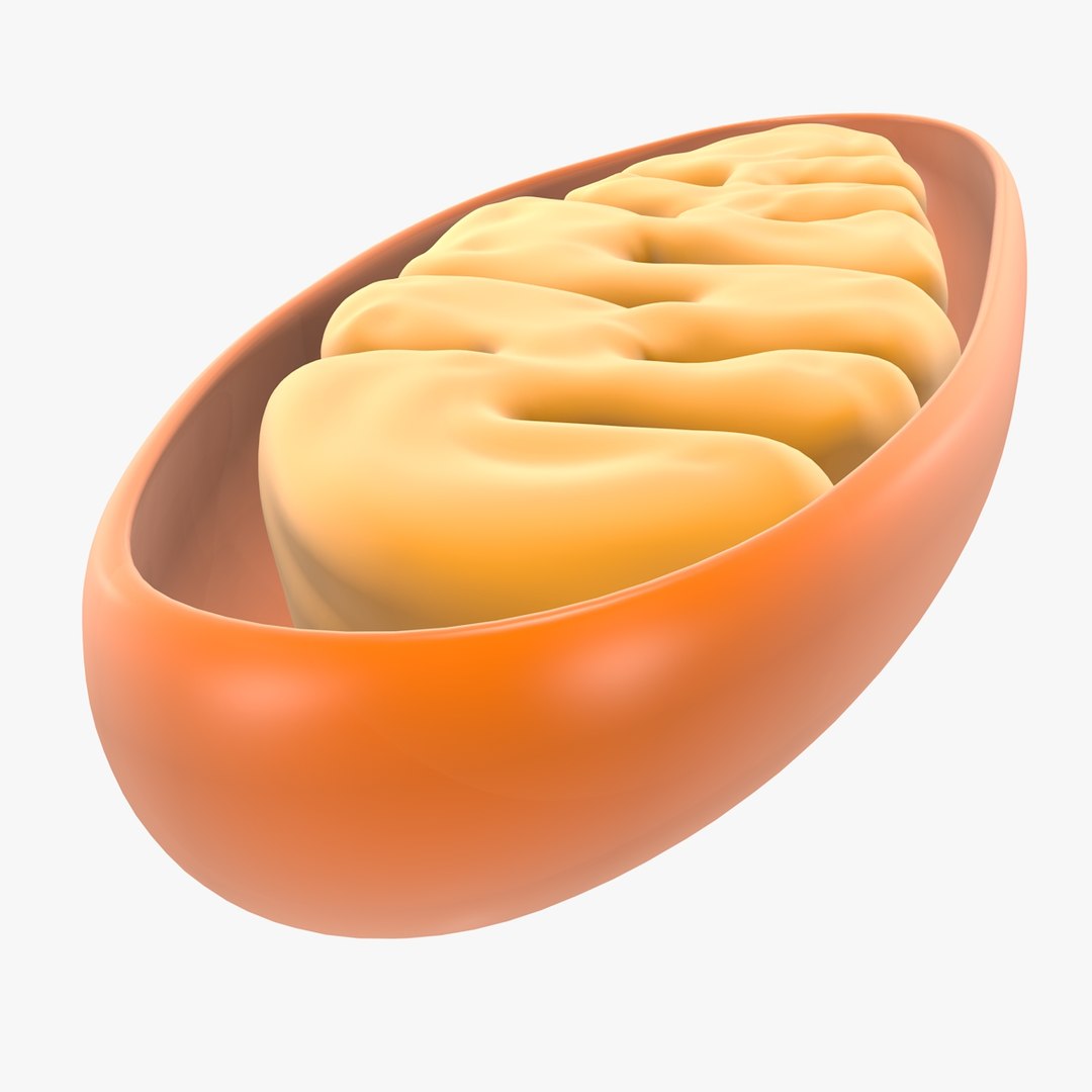 mitochondria dna 3d model https://p.turbosquid.com/ts-thumb/jP/O2e4Cb/sUPG1I16/mitochondrian_0017/jpg/1509273172/1920x1080/fit_q87/577fcaad228b3fe24153243ab0d3ef8faa94c89a/mitochondrian_0017.jpg