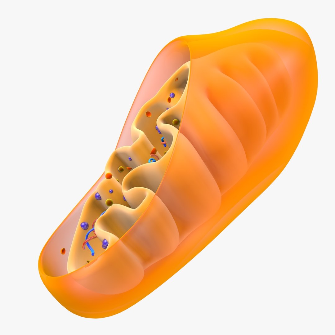 mitochondria dna 3d model https://p.turbosquid.com/ts-thumb/jP/O2e4Cb/vPQwgSCf/mitochondrian_0011/jpg/1509273172/1920x1080/fit_q87/a1e4d70c3b07d016dc10b0e6eb57c49c71ccfd0a/mitochondrian_0011.jpg