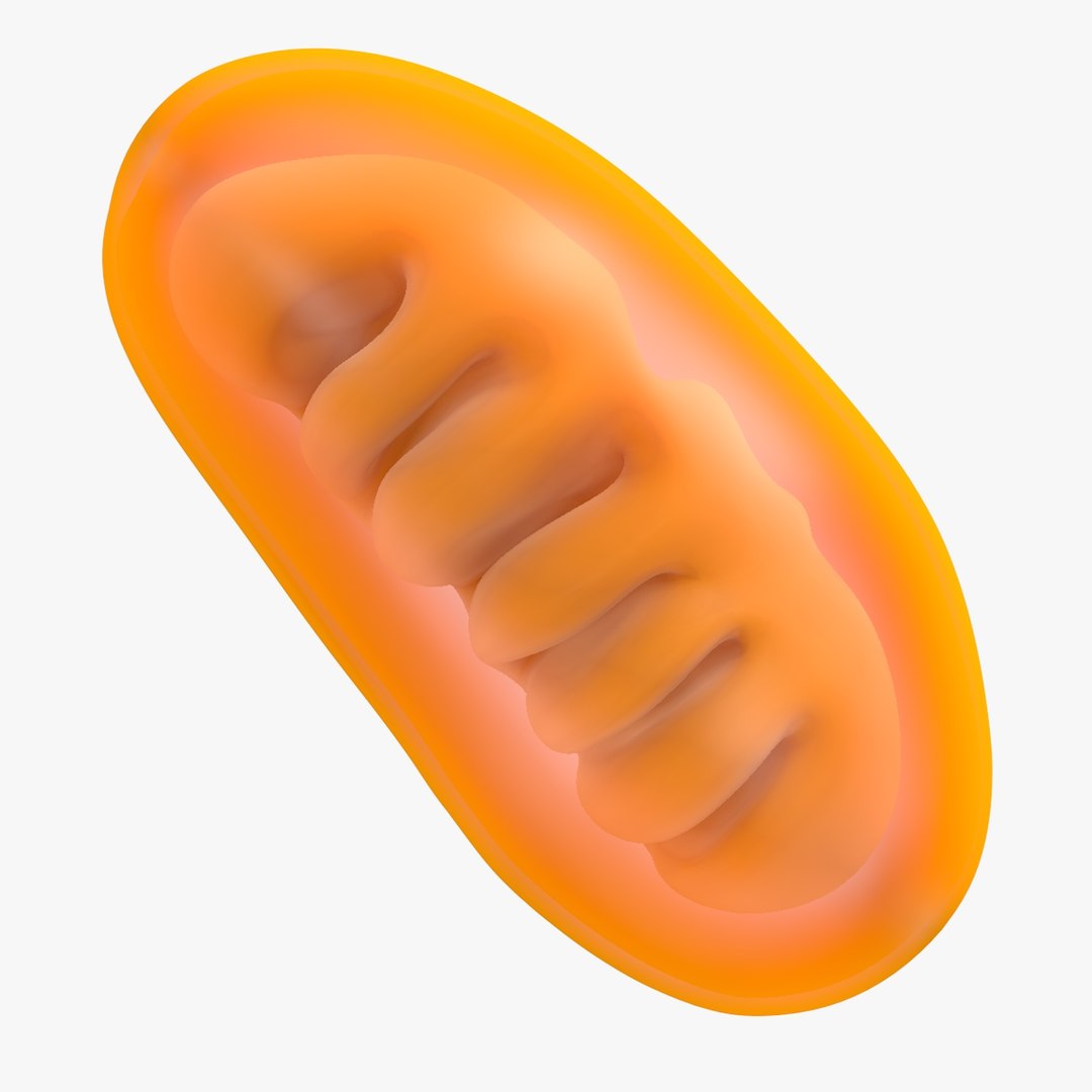 mitochondria dna 3d model https://p.turbosquid.com/ts-thumb/jP/O2e4Cb/wiTvNmEO/mitochondrian_0021/jpg/1509273172/1920x1080/fit_q87/bc912901c3e81341a731d8ae79de2e4dca001d64/mitochondrian_0021.jpg