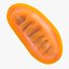 Mitochondria
