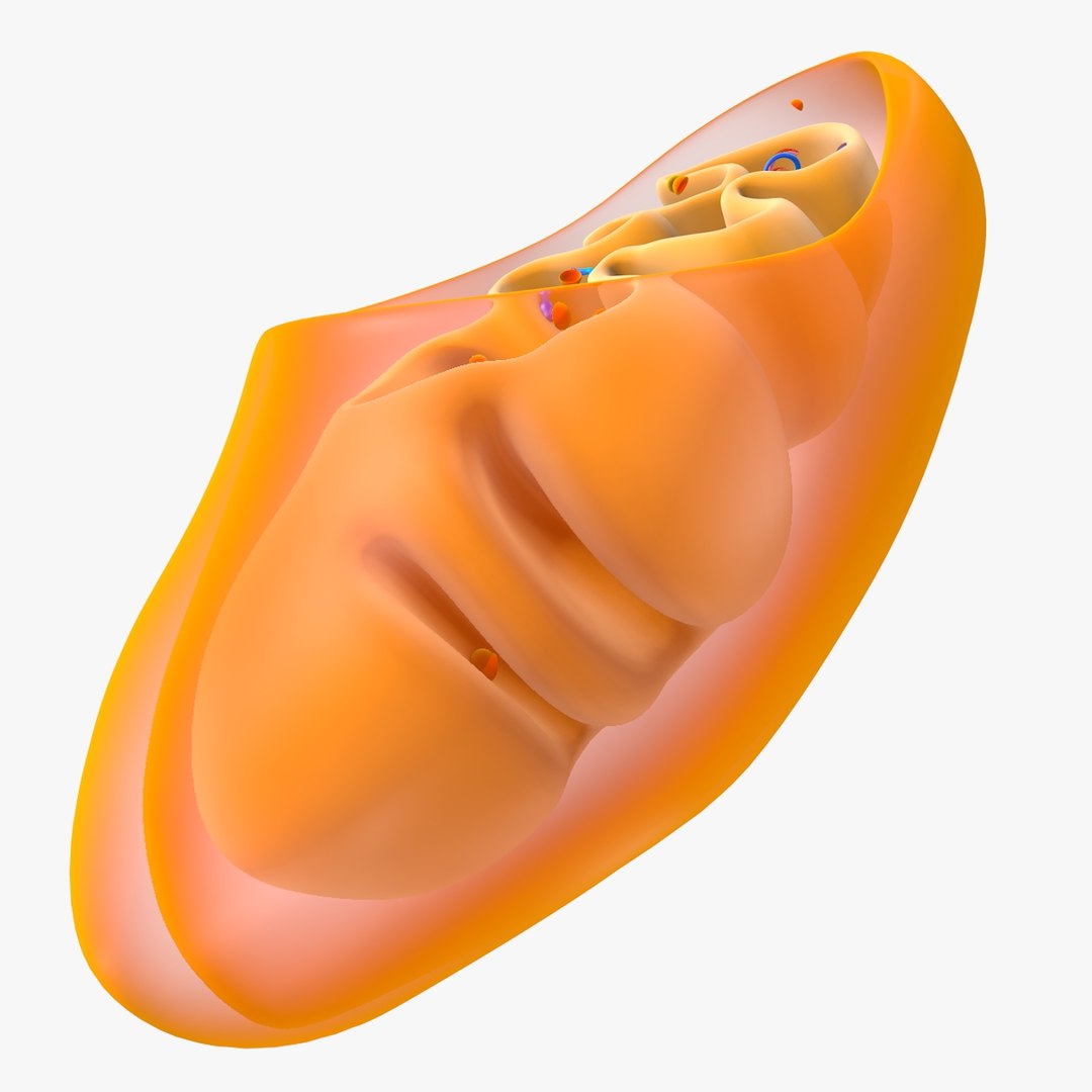 mitochondria dna 3d model https://p.turbosquid.com/ts-thumb/jP/O2e4Cb/zFhqhMk4/mitochondrian_0012/jpg/1509273172/1920x1080/fit_q87/3384cf9eddf1ad2a46f80b30bf98a18119a5fb96/mitochondrian_0012.jpg