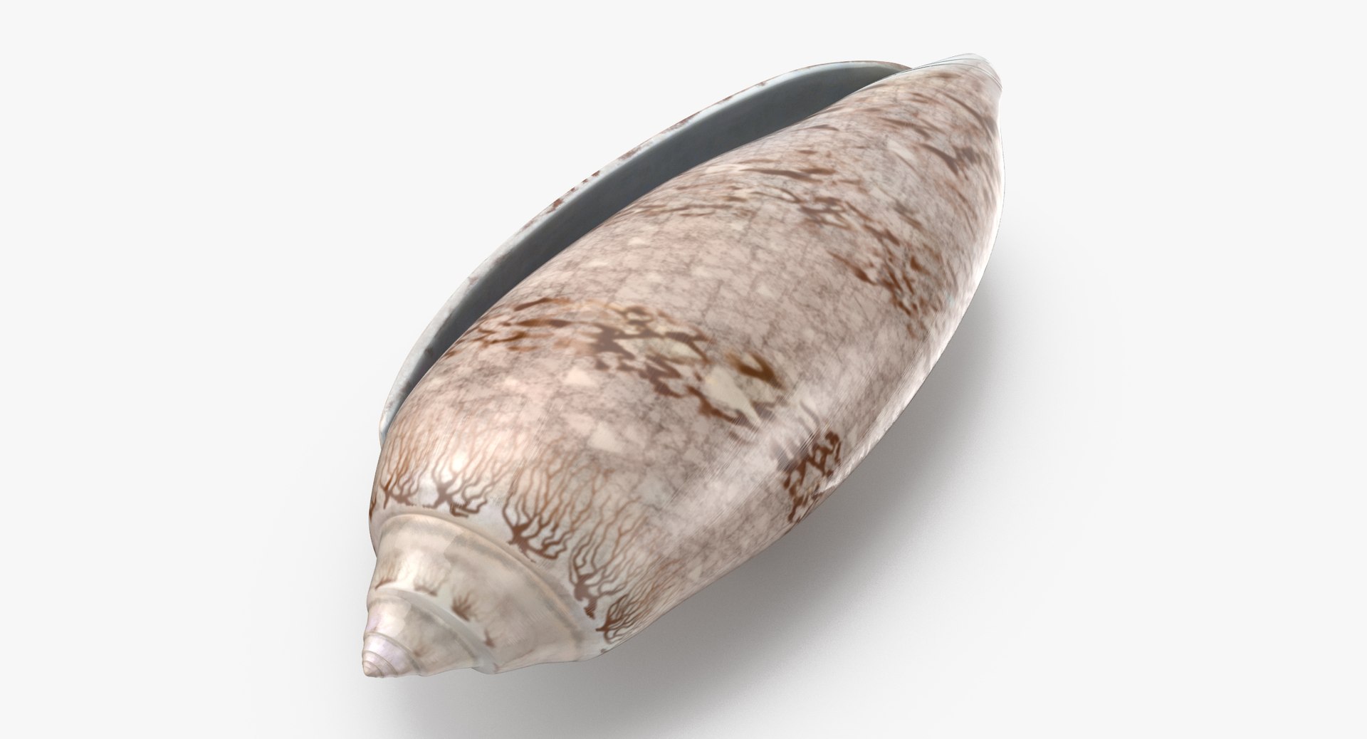 3D sea shells oyster model https://p.turbosquid.com/ts-thumb/jP/VCW1wS/1JW2AiNI/olive_shell_002_thumbnail_0001/jpg/1499175357/1920x1080/fit_q87/330d6f12d3e3524d187a202e6fd775d60027f97e/olive_shell_002_thumbnail_0001.jpg