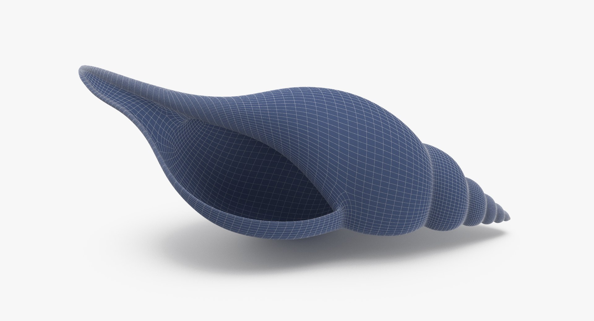 3D sea shells oyster model https://p.turbosquid.com/ts-thumb/jP/VCW1wS/4fUawqZK/tulip_shell_002_wireframe_0003/jpg/1499177873/1920x1080/fit_q87/1d0343809b82aabeac938f4dd0e3fcf2b4c270a5/tulip_shell_002_wireframe_0003.jpg