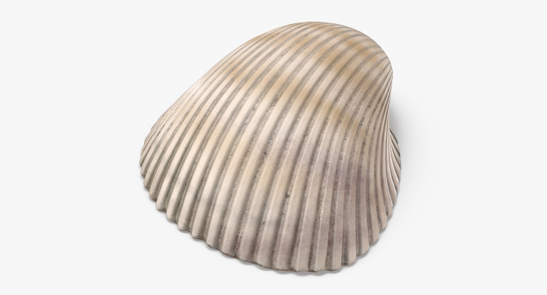 3D sea shells oyster model https://p.turbosquid.com/ts-thumb/jP/VCW1wS/G4VJcyzs/heart_cockle_shell_002_thumbnail_0001/jpg/1499169424/1920x1080/fit_q87/e3611f32c11c93ca67ac27e94bf4e4d28f56cf88/heart_cockle_shell_002_thumbnail_0001.jpg