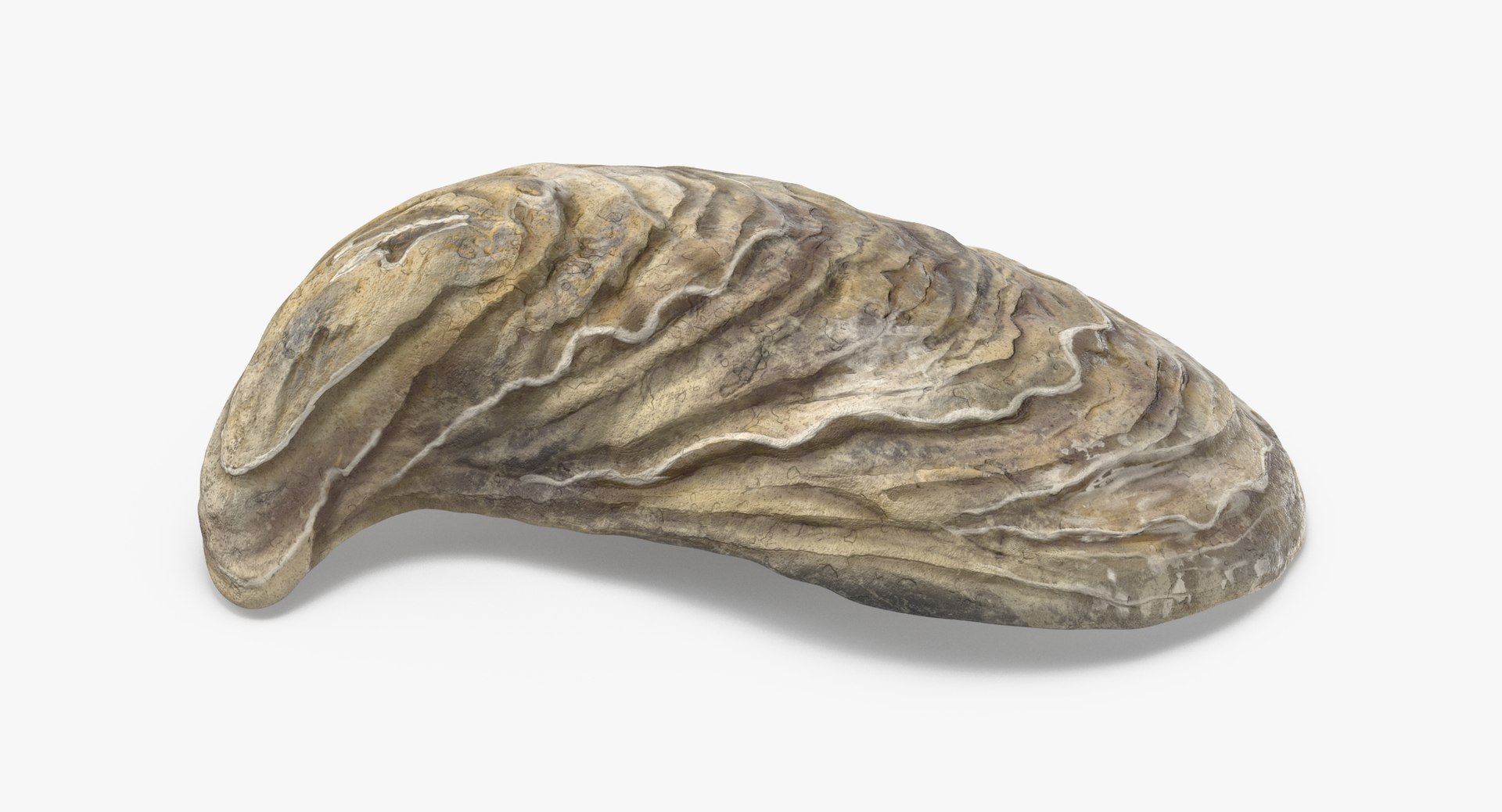 3D sea shells oyster model https://p.turbosquid.com/ts-thumb/jP/VCW1wS/KL2SsuAL/oyster_shell_01_thumbnail_0004/jpg/1499178557/1920x1080/fit_q87/e591a65a7b8524fabbbc8a5f6991bdd30202a7a4/oyster_shell_01_thumbnail_0004.jpg