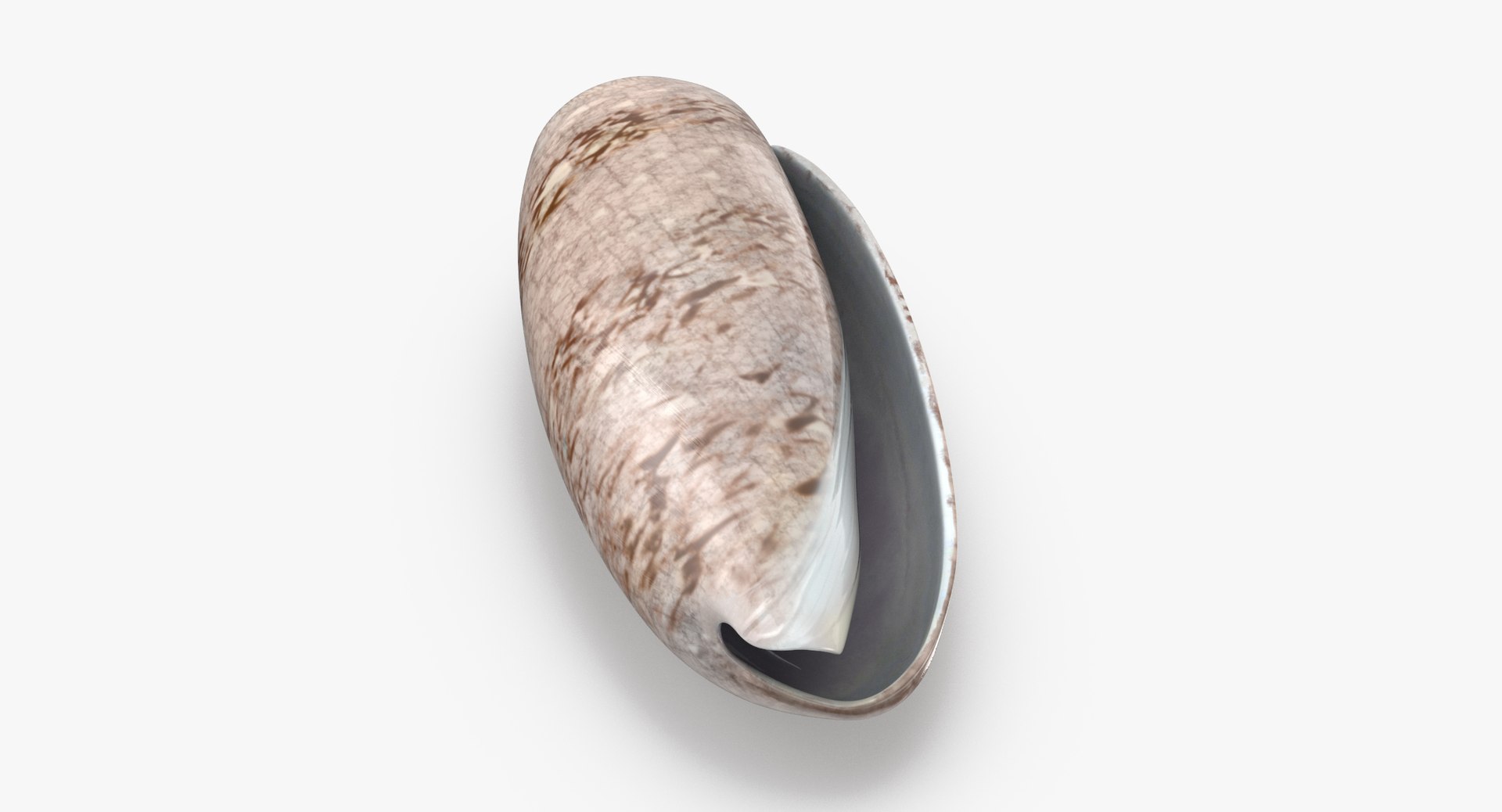 3D sea shells oyster model https://p.turbosquid.com/ts-thumb/jP/VCW1wS/KvbgoXr4/olive_shell_002_thumbnail_0003/jpg/1499175357/1920x1080/fit_q87/fdfba7b35be96fbbfd3018fd92b64e3e42ac4118/olive_shell_002_thumbnail_0003.jpg