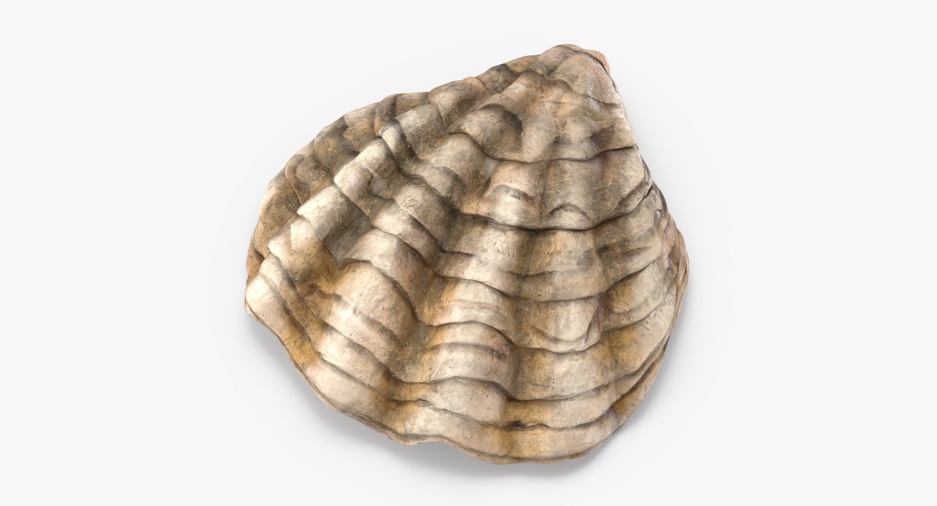 3D sea shells oyster model https://p.turbosquid.com/ts-thumb/jP/VCW1wS/OcHCzjyO/oyster_shell_02_thumbnail_0001/jpg/1499238568/1920x1080/fit_q87/6dce0323dd02cda92a507799d8dc8b16c3d7ec7e/oyster_shell_02_thumbnail_0001.jpg