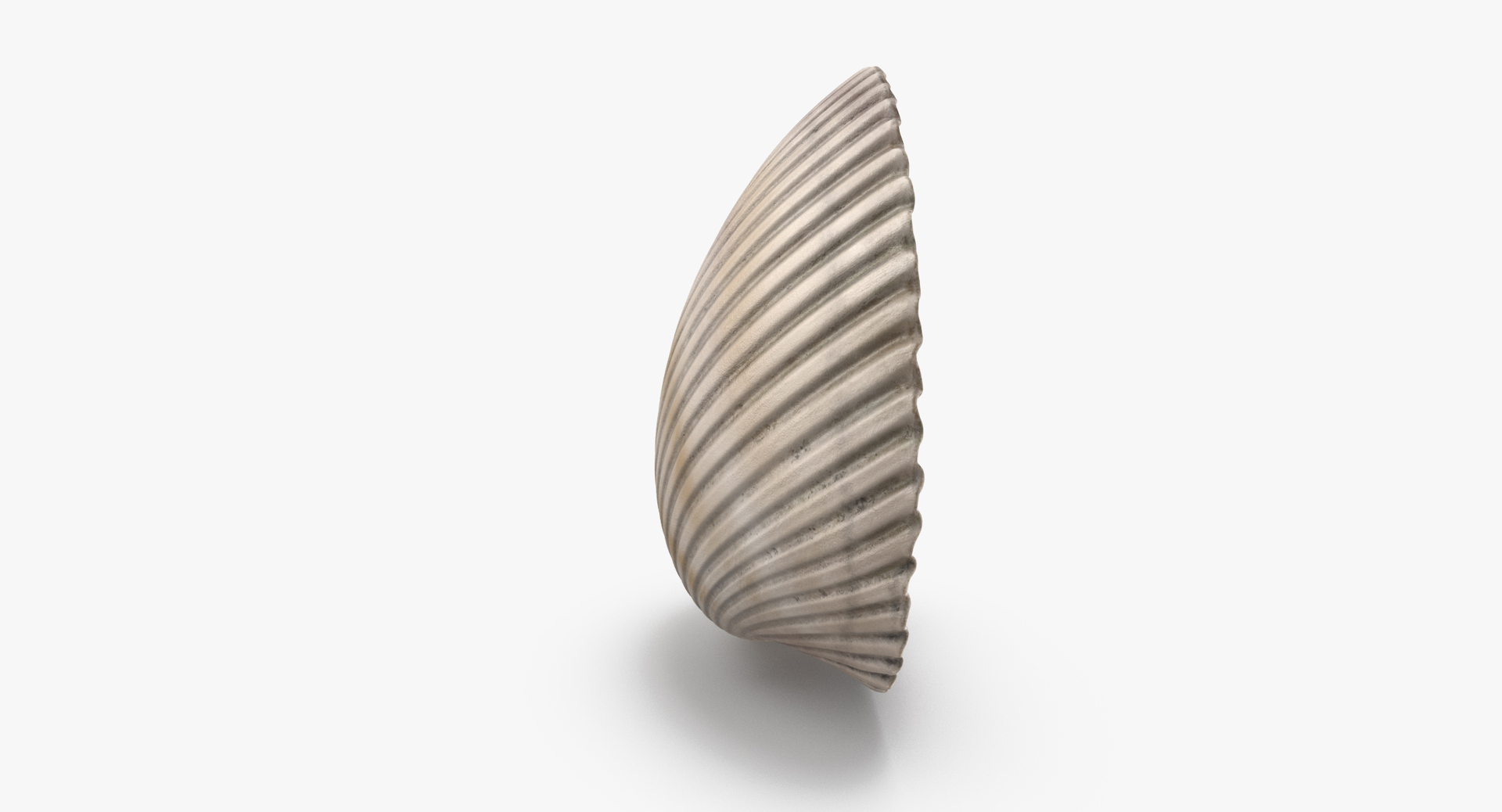 3D sea shells oyster model https://p.turbosquid.com/ts-thumb/jP/VCW1wS/OjRsTIFB/0000/jpg/1499171391/1920x1080/turn_fit_q99/3a9b18013430b1a6641b7bc0fa4f4d5fdccc63ed/0000-1.jpg