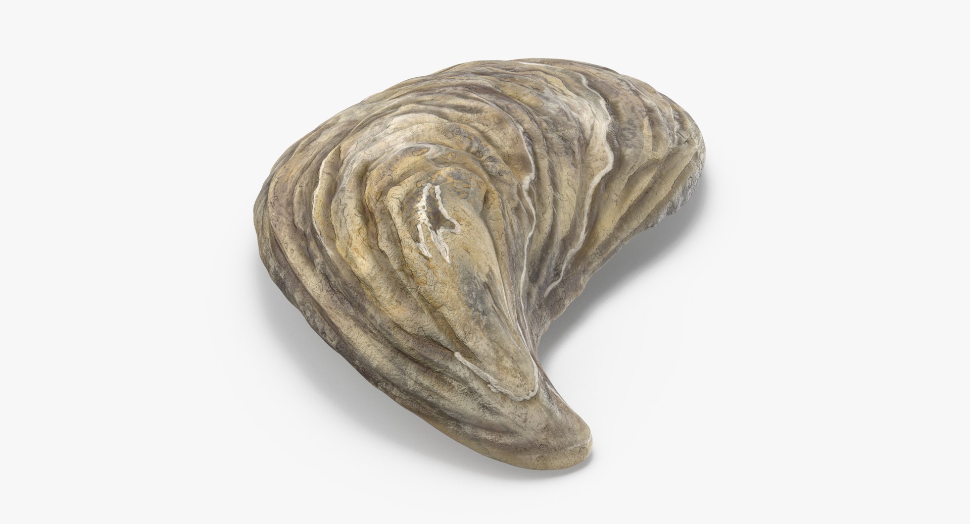 3D sea shells oyster model https://p.turbosquid.com/ts-thumb/jP/VCW1wS/RHWRxg4w/oyster_shell_01_thumbnail_0003/jpg/1499178557/1920x1080/fit_q87/b398db9398437d6e782be5df7b4115f205c8ad02/oyster_shell_01_thumbnail_0003.jpg