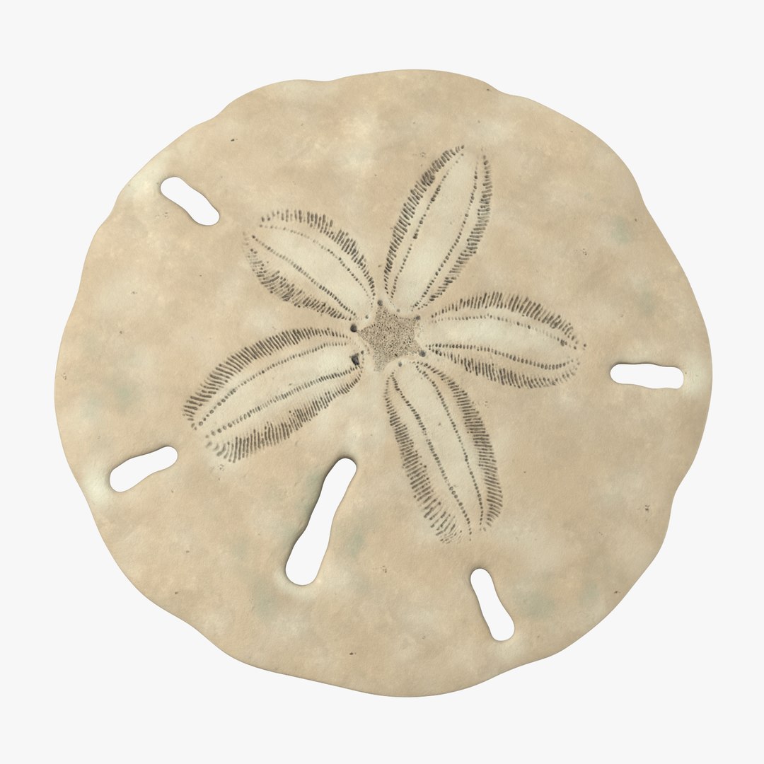 3D sea shells oyster model https://p.turbosquid.com/ts-thumb/jP/VCW1wS/TlEiYMzK/keyhole_sand_dollar_002_thumbnail_square0000/jpg/1499174599/1920x1080/fit_q87/69c988acab8edcb53b670dbee115ce482629641b/keyhole_sand_dollar_002_thumbnail_square0000.jpg