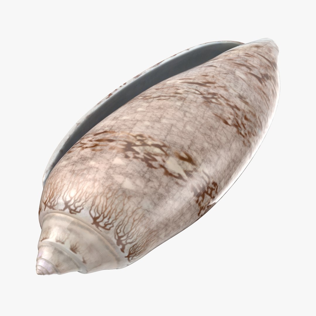 3D sea shells oyster model https://p.turbosquid.com/ts-thumb/jP/VCW1wS/VSELf1mJ/olive_shell_002_thumbnail_square0000/jpg/1499175357/1920x1080/fit_q87/fa9d6349849299faf910d02bd6cac1025253a02f/olive_shell_002_thumbnail_square0000.jpg