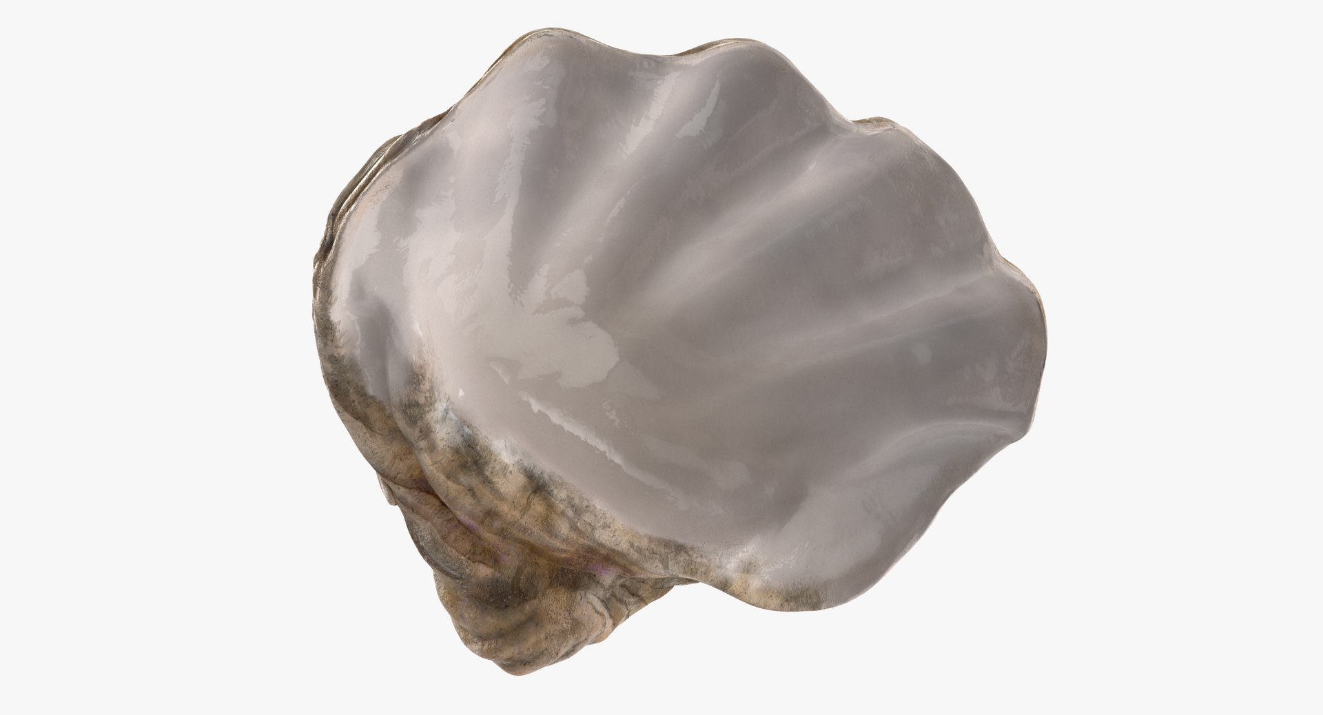 3D sea shells oyster model https://p.turbosquid.com/ts-thumb/jP/VCW1wS/cxRxjJ8y/oyster_shell_02_thumbnail_0006/jpg/1499238568/1920x1080/fit_q87/ce2f94acf96af7ba988190c2a0d72ca81a9e157a/oyster_shell_02_thumbnail_0006.jpg