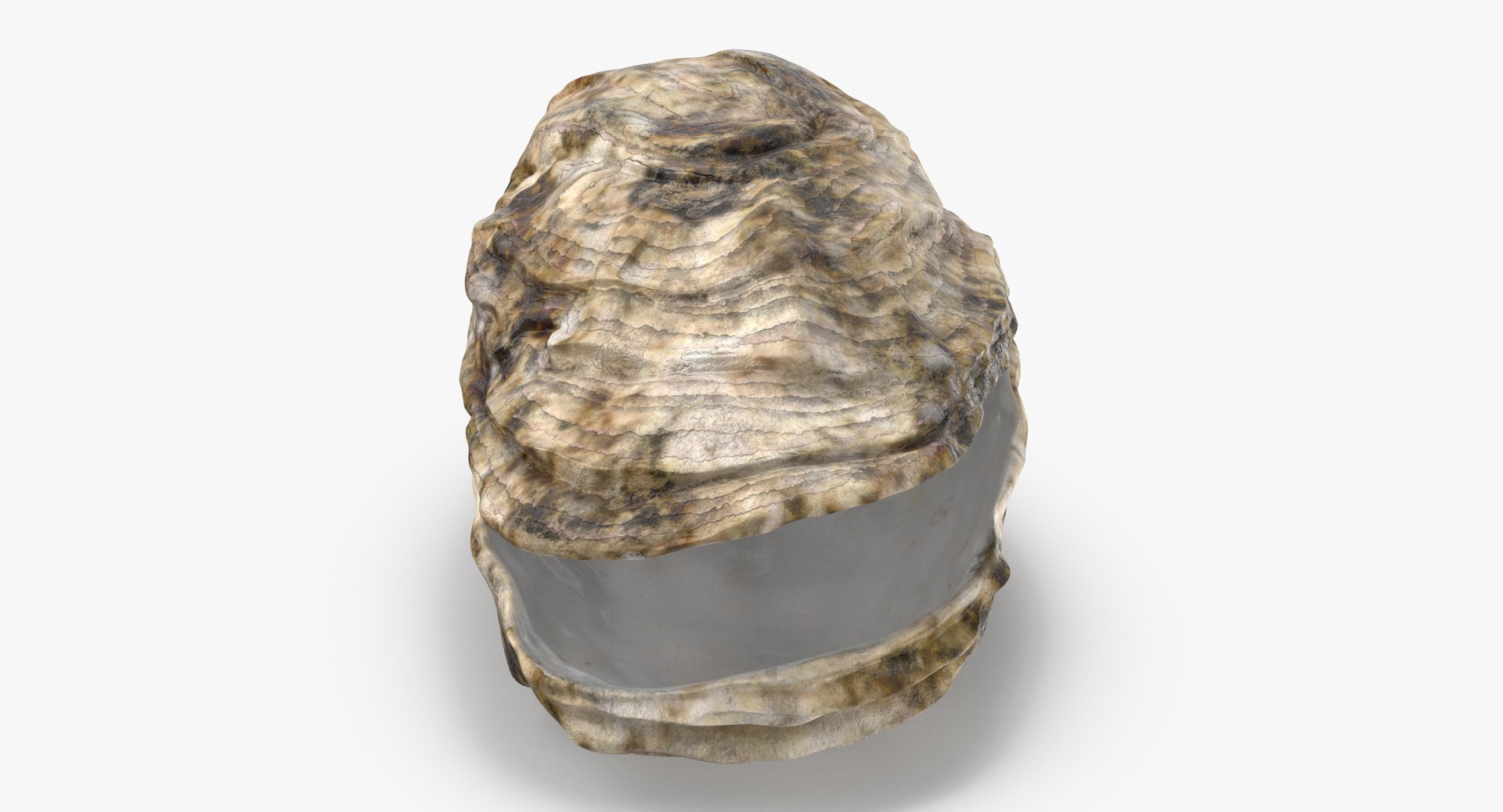 3D sea shells oyster model https://p.turbosquid.com/ts-thumb/jP/VCW1wS/cy9ORHNI/oyster_shell_03_thumbnail_0005/jpg/1499238893/1920x1080/fit_q87/3874001e30e1a445df5e1a3dab4fa8e39a6a8d53/oyster_shell_03_thumbnail_0005.jpg