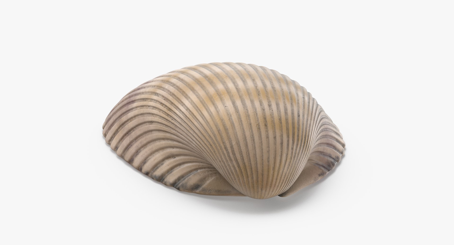 3D sea shells oyster model https://p.turbosquid.com/ts-thumb/jP/VCW1wS/pzuijYTf/heart_cockle_shell_002_thumbnail_0003/jpg/1499169424/1920x1080/fit_q87/8c9b27d9244332870ab0a7878c05ead2343a9f45/heart_cockle_shell_002_thumbnail_0003.jpg