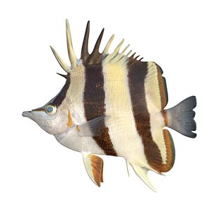 Twin Butterflyfish 3D model