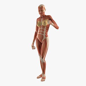 female human muscles anatomy 3D